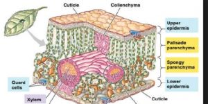 Epidermis Formation and Function in Plants - QS Study