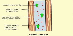 Xylem Function and Formation in Plants - QS Study