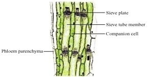 Elements of Phloem Tissue - QS Study