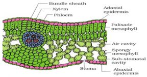 Internal Structure of Dorsivental Leaf (mango leaf) - QS Study