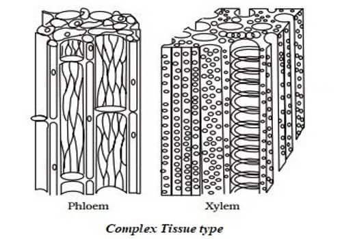 Permanent Tissue 1