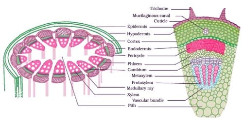 Permanent Tissue: Definition, Types and Characteristics