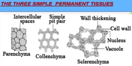 Permanent-Tissue