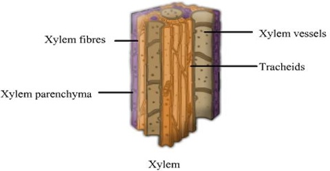 Comparison and Similarity between Tracheid and Vessel