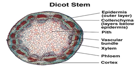 dicot-stem-1.jpg