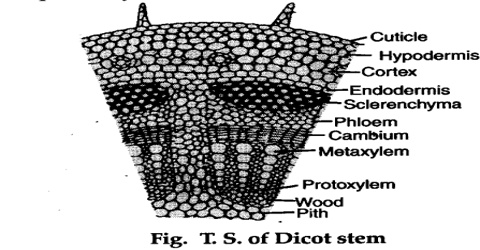 Internal Structure of Dicot Stem