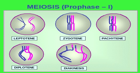 Zygotene Stage of Meiosis in Plants
