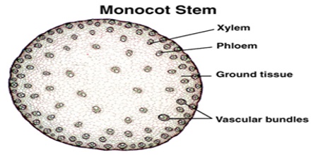 Diagram Of Monocot Stem