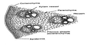 Internal Structure of Monocot Stem - QS Study