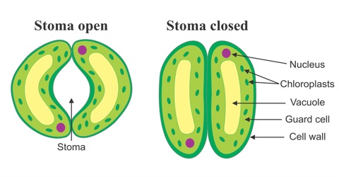 Structure and Functions of Stomata in Plants