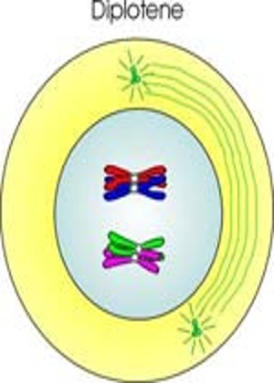 Diplotene Stage of Meiosis in Plants - QS Study