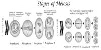 Metaphase Stage of Meiosis in Plants