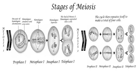 Metaphase Stage of Meiosis in Plants