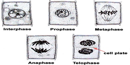 Prophase Stage of Meiosis in Plants - QS Study