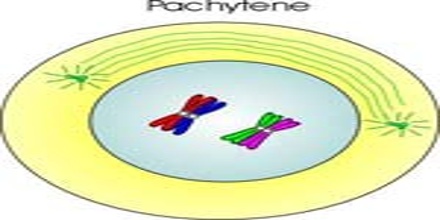 Pachytene Stage of Meiosis in Plants - QS Study