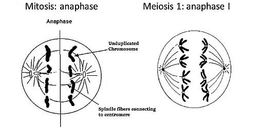 Difference between Anaphase of Mitosis and Anaphase-1 of Meiosis