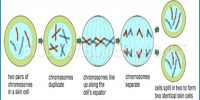Why Mitosis means Equational Division?
