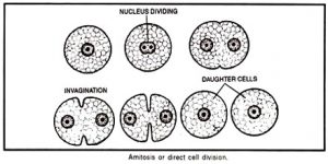 Procedure of Amitosis in Cell Division - QS Study