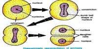 Procedure of Amitosis in Cell Division