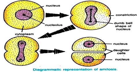 Procedure of Amitosis in Cell Division