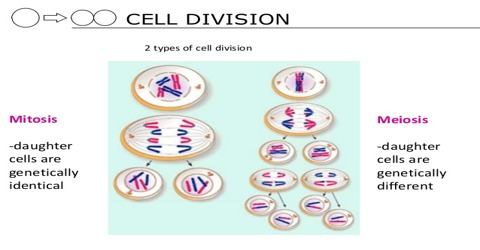 Define Cell Division with its Types