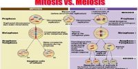 Difference between Prophase of Mitosis and Prophase-1 of Meiosis