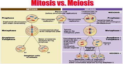 Mitosis meiosis vs