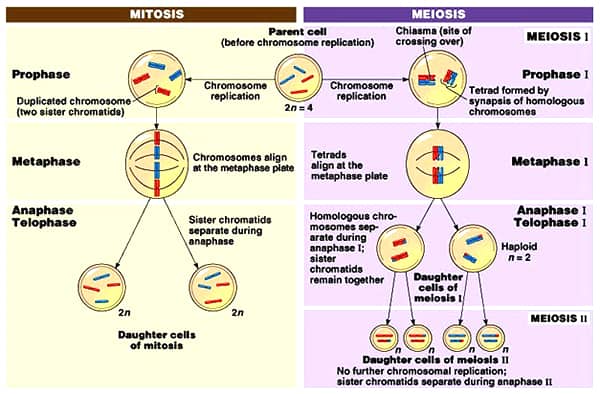 Difference between Anaphase of Mitosis and Anaphase-1 of Meiosis - QS Study