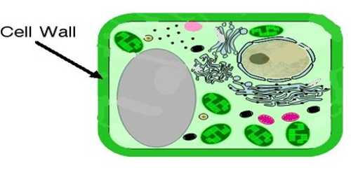 Cell Wall in Plant Cell - QS Study