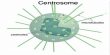 Centrosome definition with Function