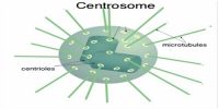 Centrosome definition with Function