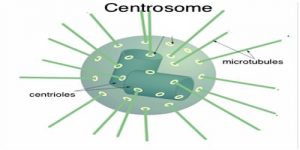 Centrosome definition with Function - QS Study