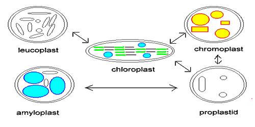 Chromoplast in Plants