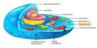 Cytoplasm: Definition with Functions