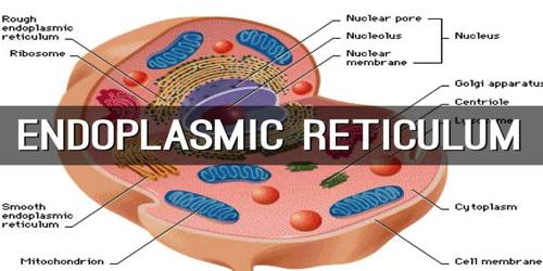 Endoplasmic Reticulum Definition with Function