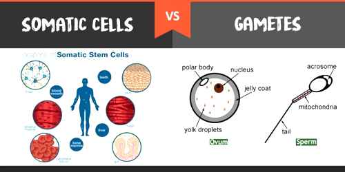 Nature of Living Cell on the basis of Function