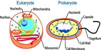 Nature of Living Cell on the basis of Nuclear Structure