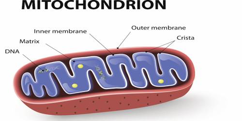 Mitochondria Mitochondria, Cell