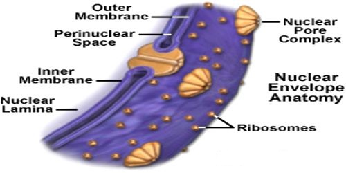 nuclear-membrane-function-and-structure-qs-study