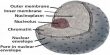 Nuclear Membrane: Function and Structure