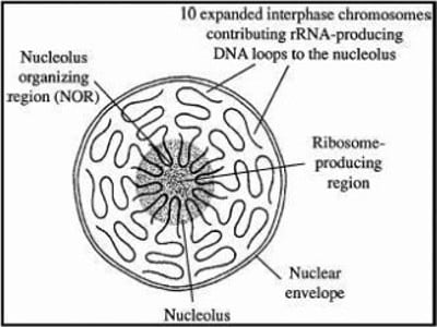 Nucleolus: Chemical Composition and Function - QS Study
