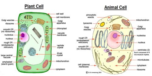 Main differences between Plant cell and Animal cell - QS Study