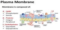 Plasma Membrane or Cell Membrane: Structure and Function