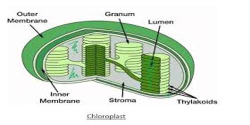 Plastid: Definition with Functions