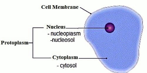 Functions of Protoplasm in Living Cell - QS Study