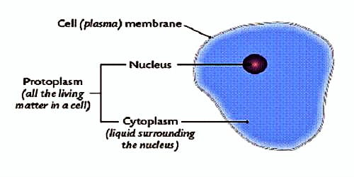 Functions of Protoplasm in Living Cell