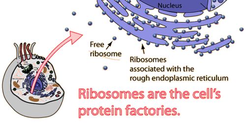 Ribosome Definition with Structure and Function - QS Study