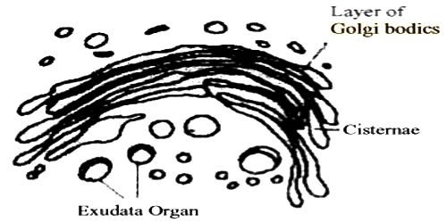 Structure of Golgi bodies
