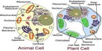 Structure of Living Cell