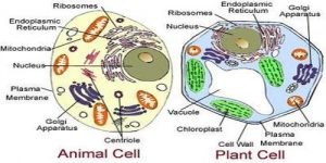 Structure of Living Cell - QS Study